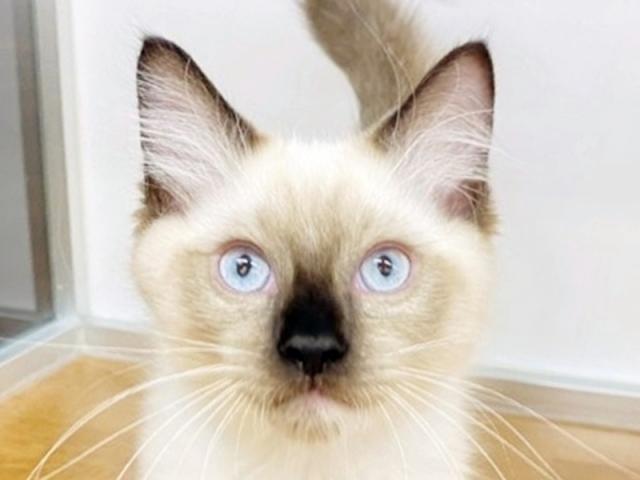 ����å�����Ⱦܺ٥ǡ����������ޤ���