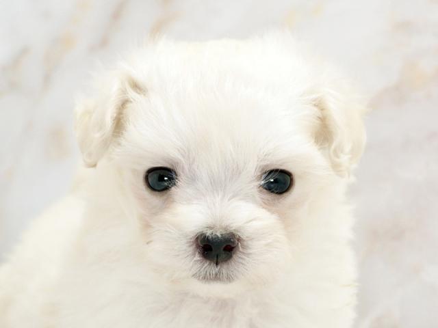 ����å�����Ⱦܺ٥ǡ����������ޤ���