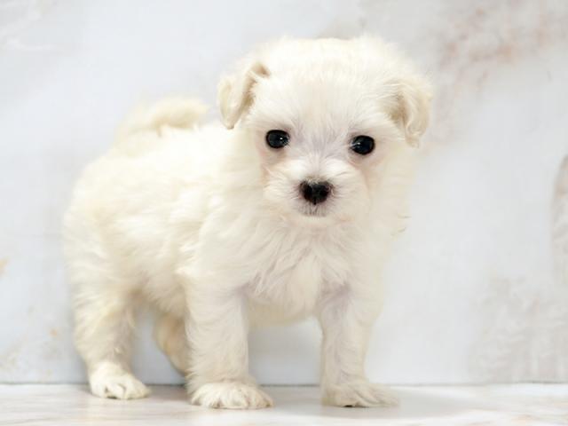 ����ͥ���2