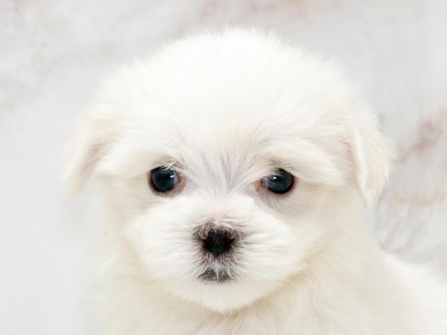 ����å�����Ⱦܺ٥ǡ����������ޤ���