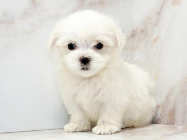 ����ͥ���2