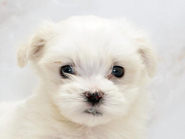 ����å�����Ⱦܺ٥ǡ����������ޤ���