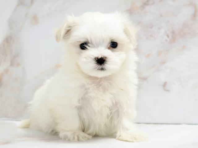 ����ͥ���2