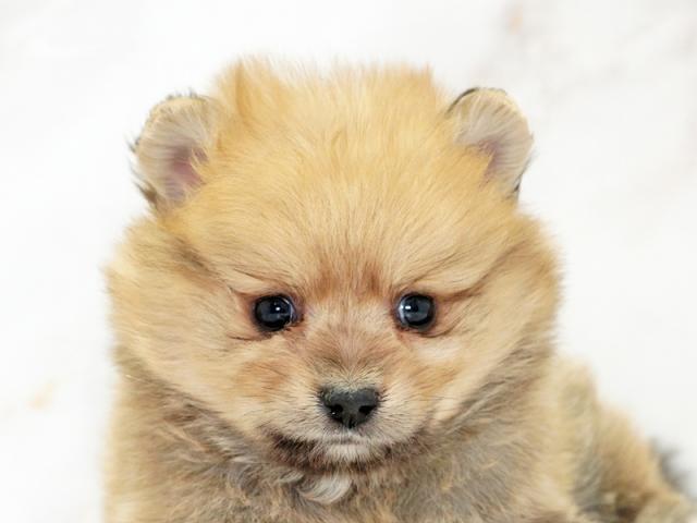 ����å�����Ⱦܺ٥ǡ����������ޤ���