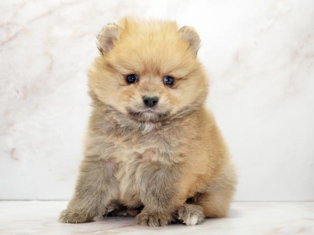 ����ͥ���2