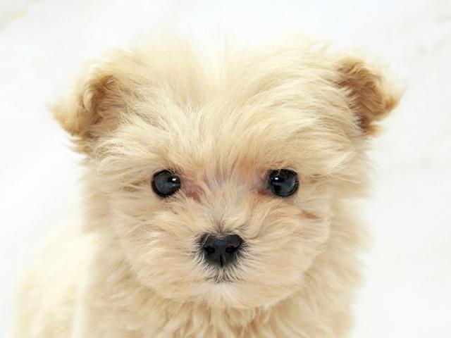 ����å�����Ⱦܺ٥ǡ����������ޤ���