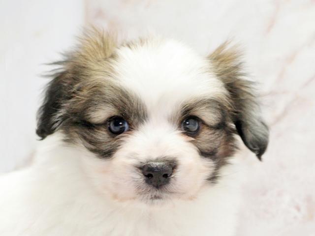 ����å�����Ⱦܺ٥ǡ����������ޤ���