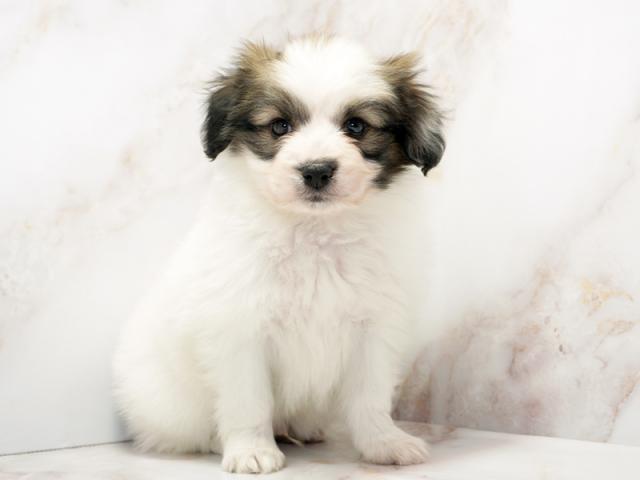 ����ͥ���2