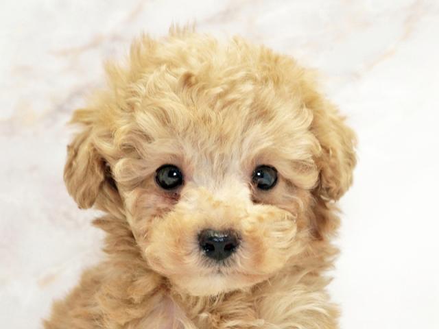 クリックすると詳細データが見られます。