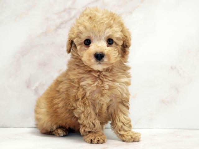 ����ͥ���2