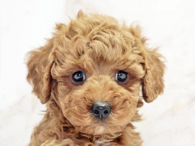 ����å�����Ⱦܺ٥ǡ����������ޤ���