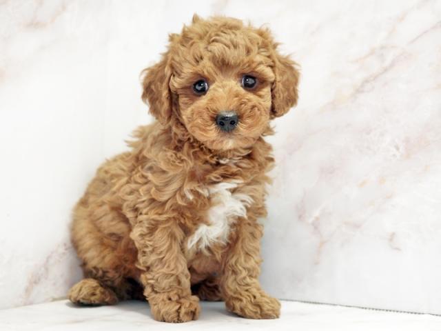 ����ͥ���2