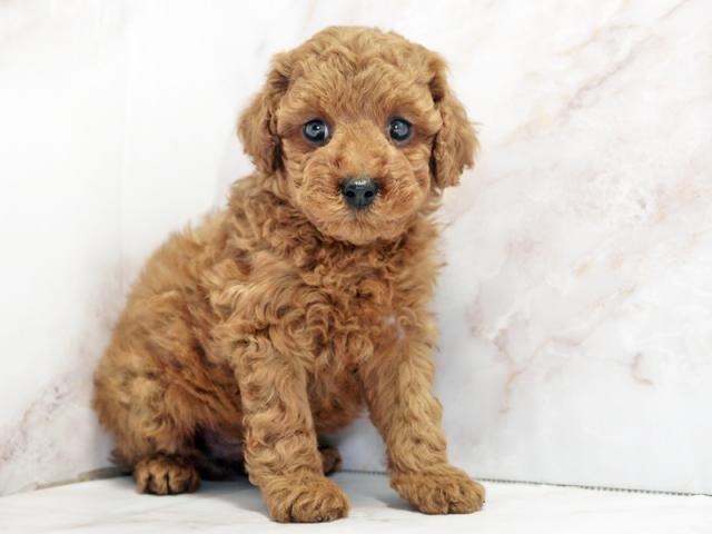 ����ͥ���2