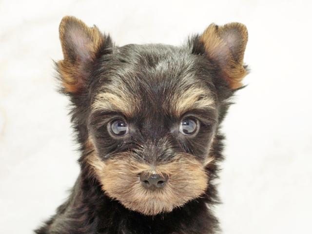 ����å�����Ⱦܺ٥ǡ����������ޤ���