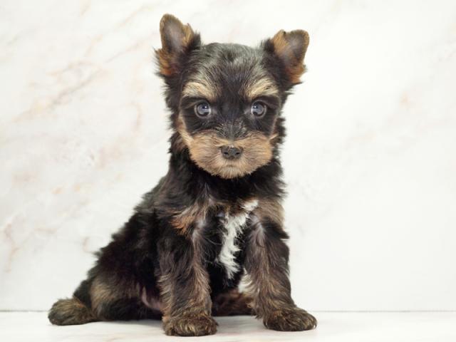 ����ͥ���2