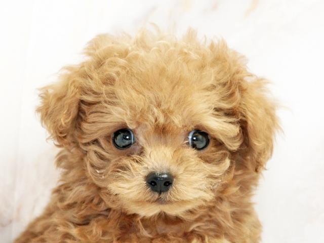 クリックすると詳細データが見られます。