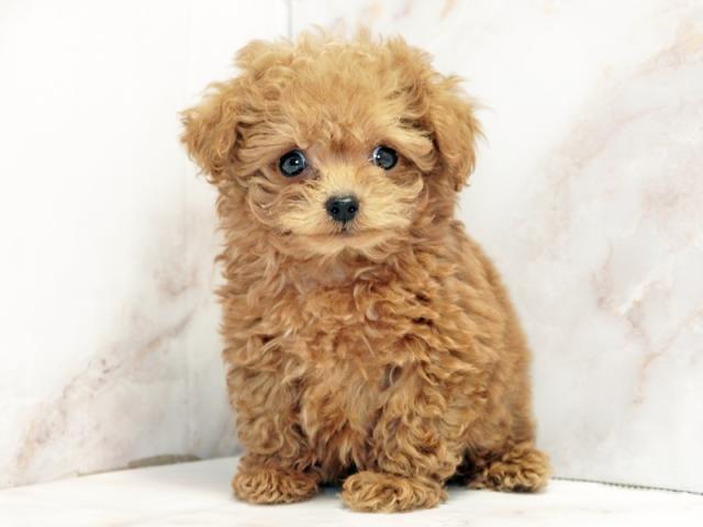 ����ͥ���2