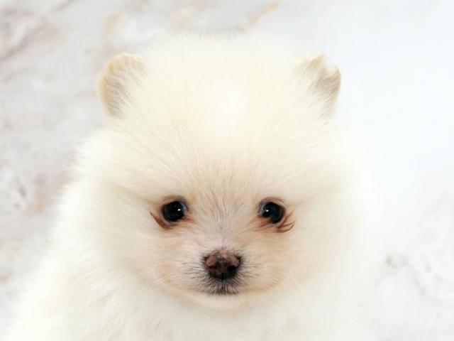 ����å�����Ⱦܺ٥ǡ����������ޤ���