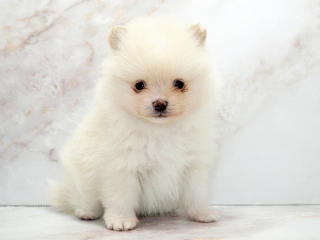 ����ͥ���2