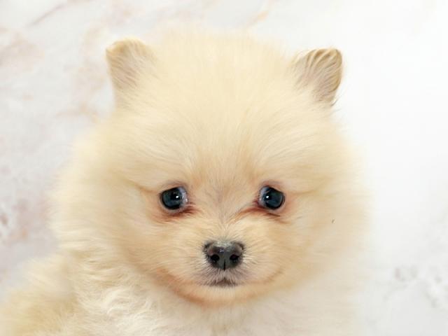 ����å�����Ⱦܺ٥ǡ����������ޤ���