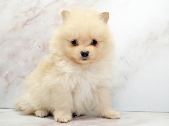 ����ͥ���2