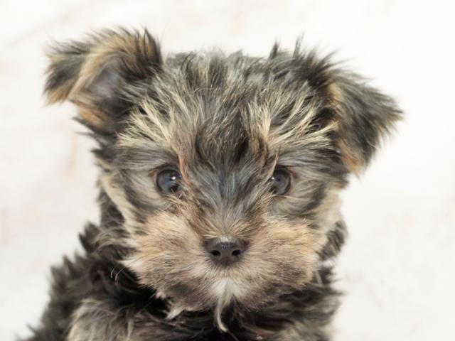 ����å�����Ⱦܺ٥ǡ����������ޤ���