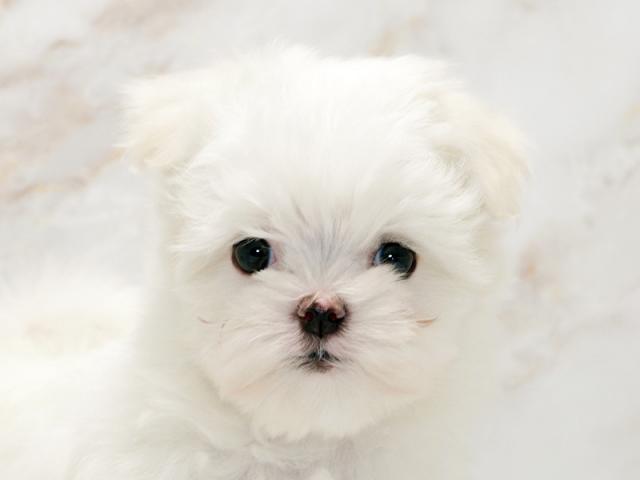 ����å�����Ⱦܺ٥ǡ����������ޤ���