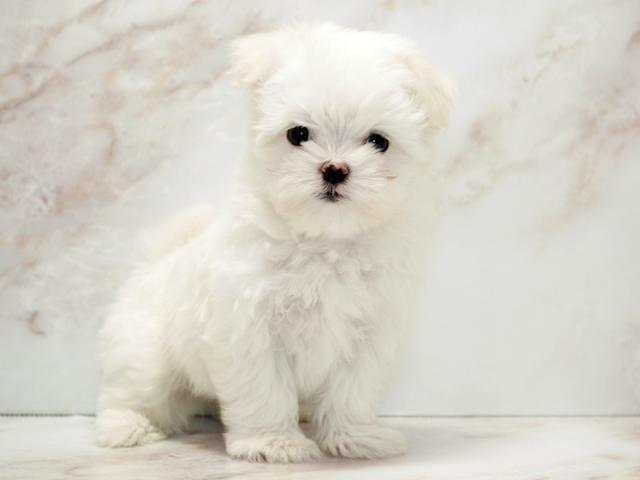 ����ͥ���2