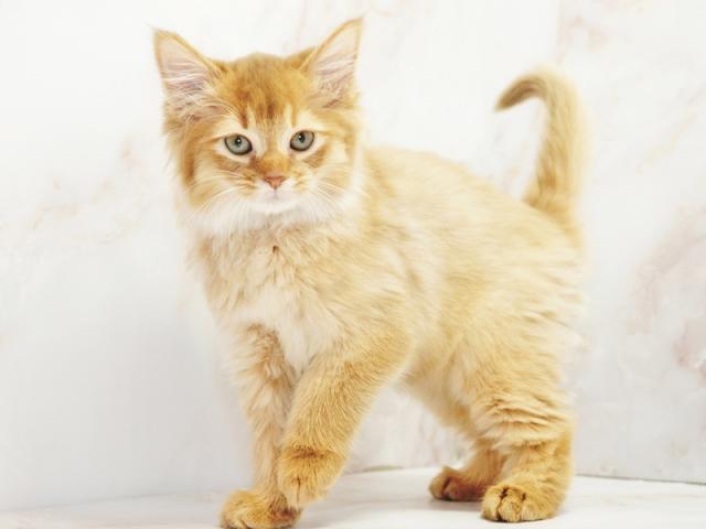 ����ͥ���2