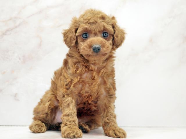 ����ͥ���2