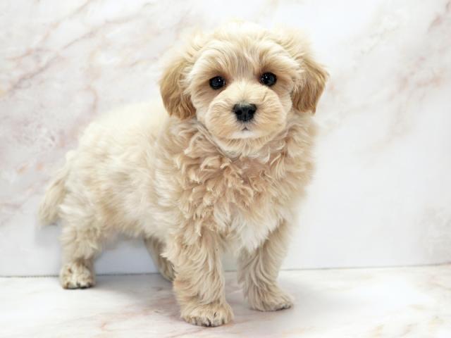 ����ͥ���2