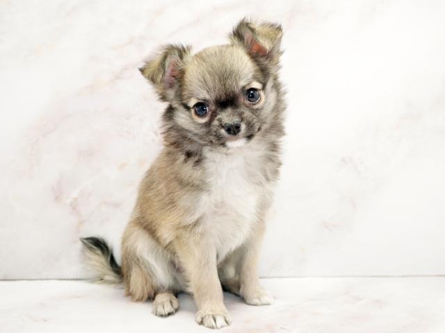 ����ͥ���2