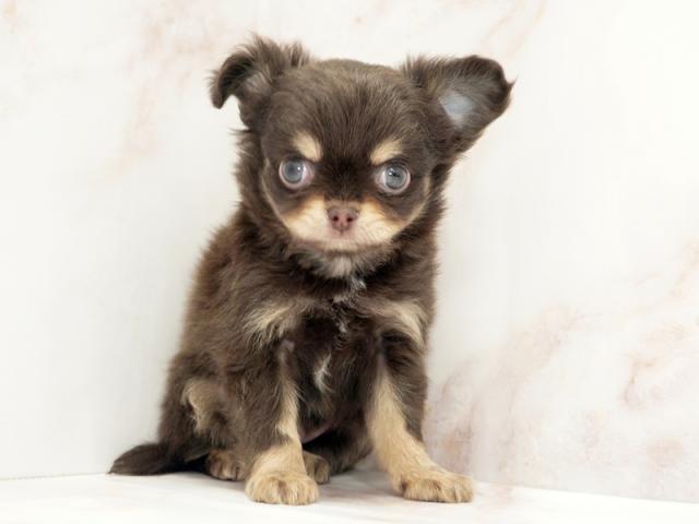 ����ͥ���2