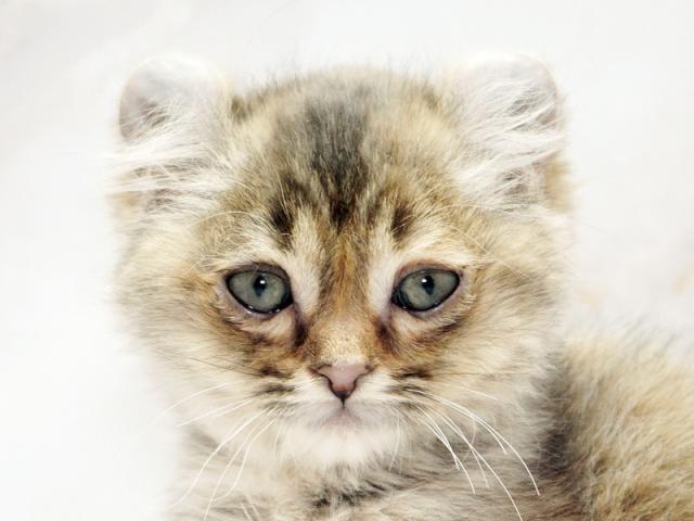 ����å�����Ⱦܺ٥ǡ����������ޤ���