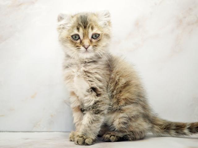 ����ͥ���2