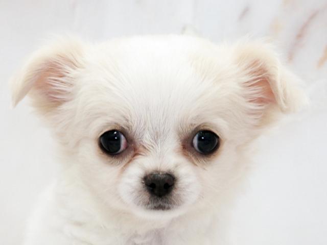 ����å�����Ⱦܺ٥ǡ����������ޤ���