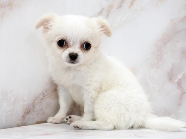 ����ͥ���2