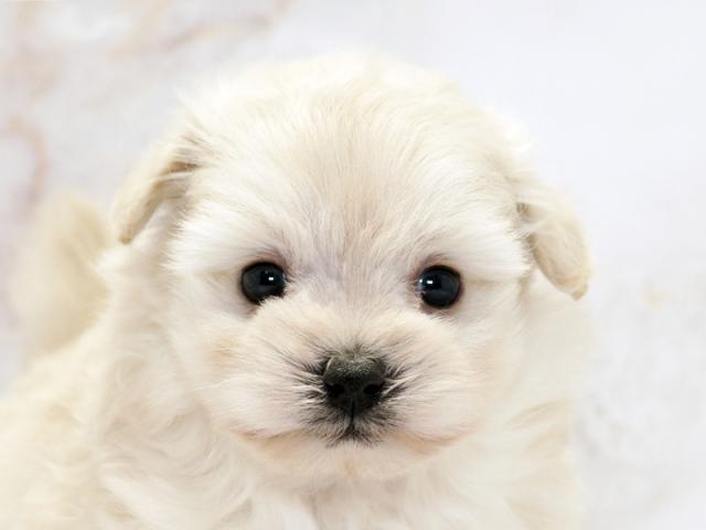 ����å�����Ⱦܺ٥ǡ����������ޤ���