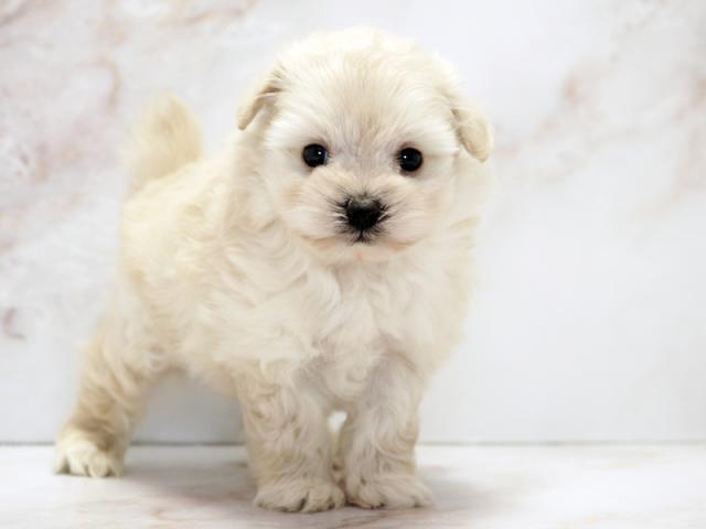 ����ͥ���2