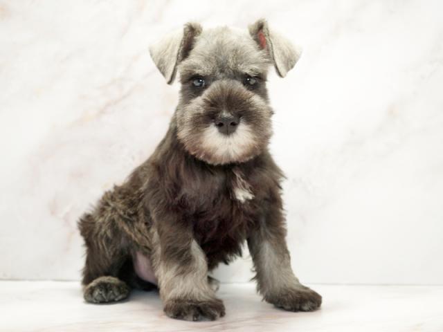 ����ͥ���2