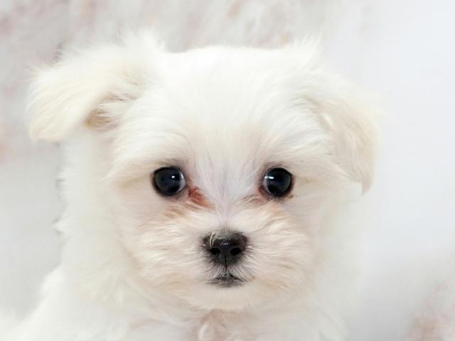 ����å�����Ⱦܺ٥ǡ����������ޤ���