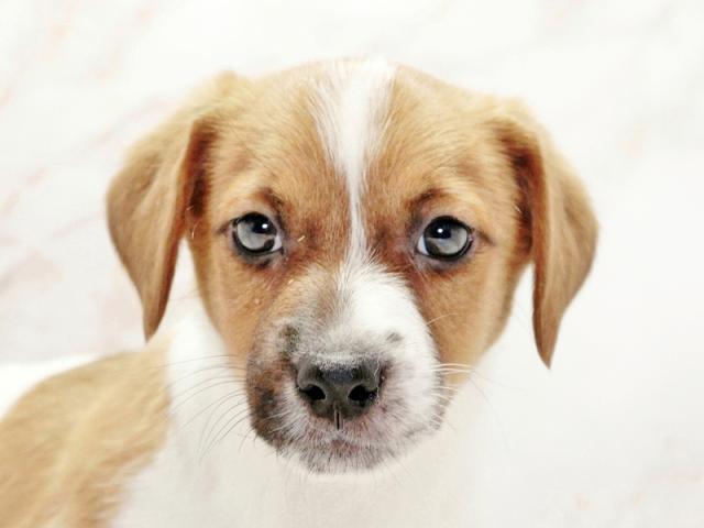 ����å�����Ⱦܺ٥ǡ����������ޤ���