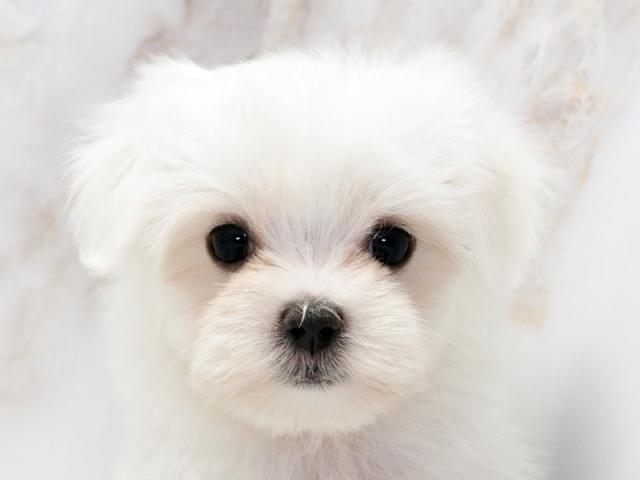 ����å�����Ⱦܺ٥ǡ����������ޤ���