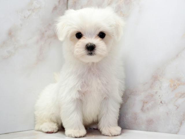 ����ͥ���2