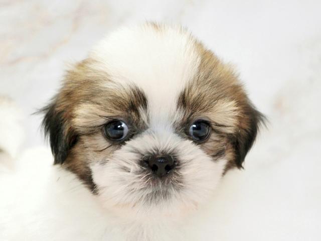 ����å�����Ⱦܺ٥ǡ����������ޤ���