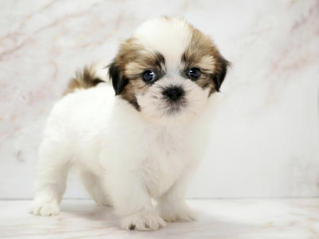 ����ͥ���2