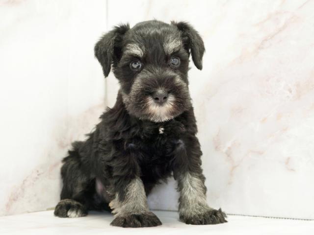 ����ͥ���2