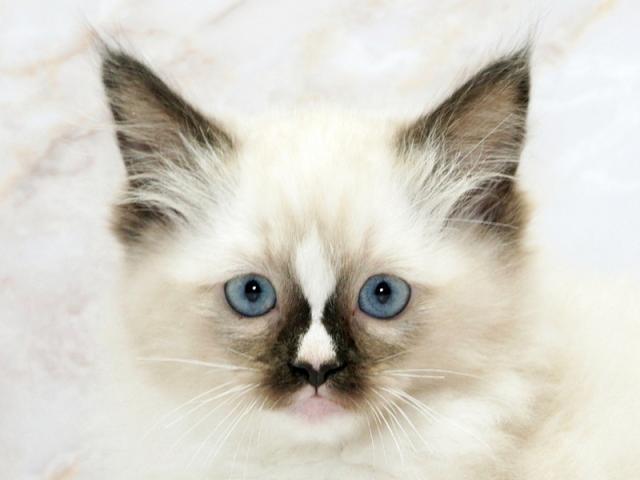 ����å�����Ⱦܺ٥ǡ����������ޤ���