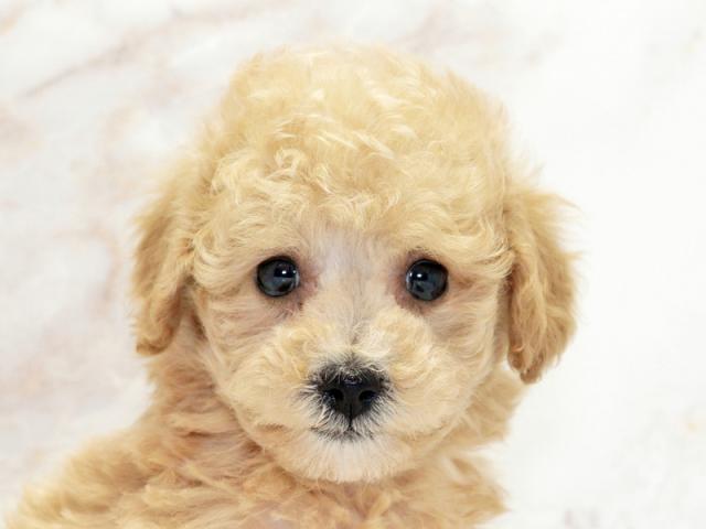 ����å�����Ⱦܺ٥ǡ����������ޤ���