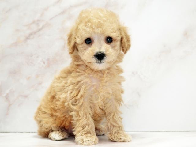 ����ͥ���2